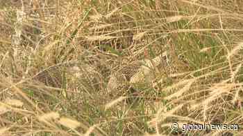 Rattlesnake season slithers into Lethbridge