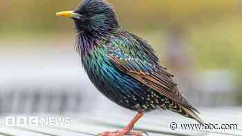 Starlings disappearing from gardens, says RSPB