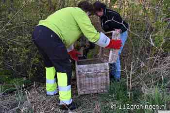Jonge vos gered uit buis in Finsterwolde door brandweer en dierenambulance