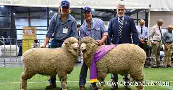 Find out who's headed to Bendigo: Merino pairs and groups judged at Sydney