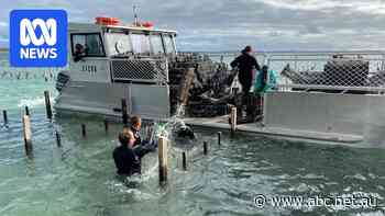 Cause of oyster spat deaths at research facility remains a mystery
