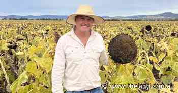Premer Station Ausigold sunflower crop takes Rosebowl trophy for 2025