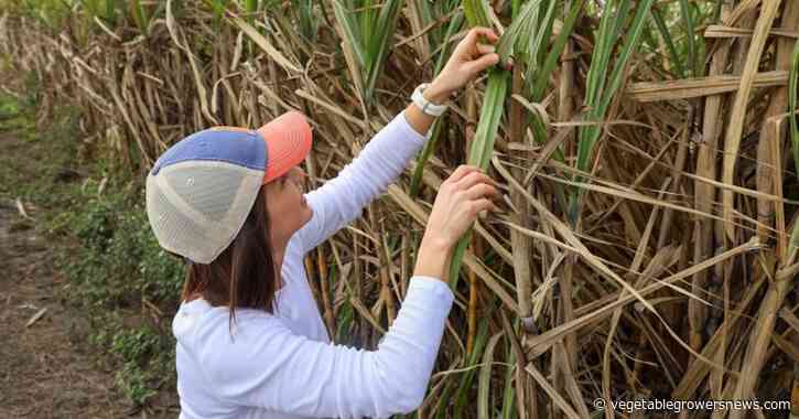New UF/IFAS plant pathologist helps Everglades Agricultural Area growers battle diseases