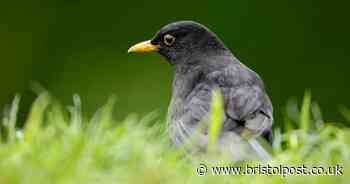 Bristol's top three birds named after Big Garden Birdwatch
