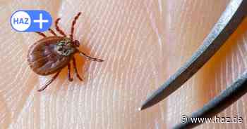 Zecken in Hannover: Infektionsgefahr steigt, Celle ist FSME-Risikogebiet