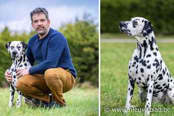 Vic uit Breendonk is officieel de mooiste dalmatiër ter wereld: “Uiteraard kijkt de jury naar de vlekken”