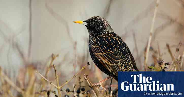 Starlings fall to record low in UK’s 2025 Big Garden Birdwatch