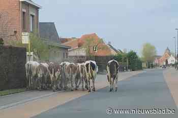 Oppositie vraagt naambordjes aan weides: “Ontsnapte dieren sneller terugbrengen”