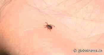 Nova Scotia research confirms lemongrass essential oil can repel ticks