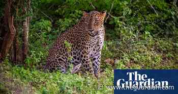 Week in wildlife: ospreys reunited, a monkey thief and a London fox cub