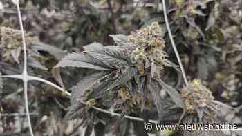 Ongeval met step leidt naar ontdekking cannabisplantage in Balen: man (53) krijgt 30 maanden cel