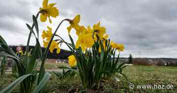Wetter in Hannover frischt auf: Warnung vor Windböen am Freitag, 11. April