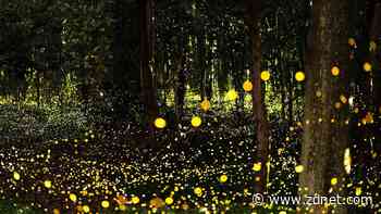 Why Adobe Firefly might be the only AI image tool that actually matters