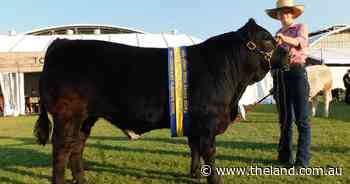 Limousins shine in purebred steer auction at Sydney Royal 2025