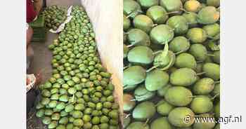 "Mogelijke tarieven van de VS zorgen voor onzekerheid op mango-exportmarkt"