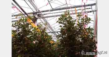 Fors hogere omzet glasgroententeelt in 4e kwartaal 2024