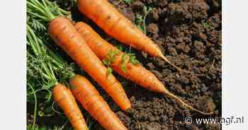 Teler blijft zitten met 200.000 kilo biologische groenten