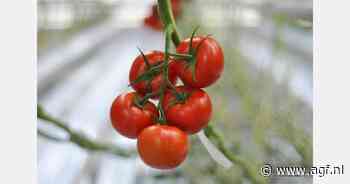 Nederlandse en Belgische trostomaat al vroeg dominant op Duitse markt