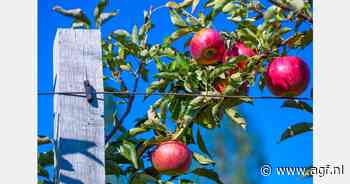 "Belgische Jonagold heeft het moeilijk"