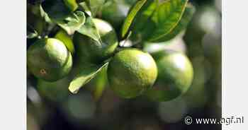 RASFF: Oxamyl in limes uit Brazilië