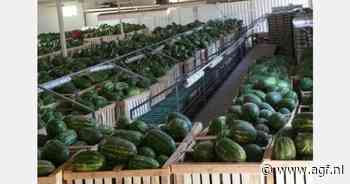 Marokkaanse watermeloenen binnenkort op de markt