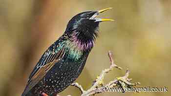'Alarming' decline of common garden bird: Starling numbers in Britain have DROPPED to their lowest number ever recorded, RSPB warns