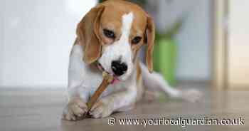 The 10 most expensive breeds of dog to own (and the cheapest)