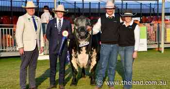 Tropical Rum sips in paradise after Sydney Royal Speckle Park ring win