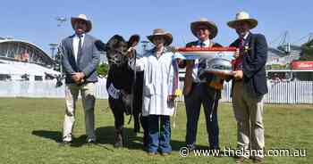 'I don't think you could paint one better': judge praises heavyweight steer
