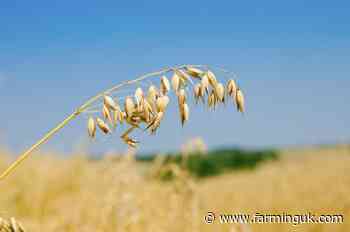 UK researchers win grant to develop nutritious high-yield oat varieties
