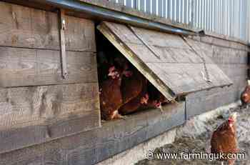 RSCPA announce revisions to 2023 laying hen standards