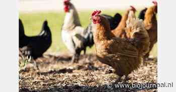 Polen en Hongarije zwaar getroffen door vogelgriep