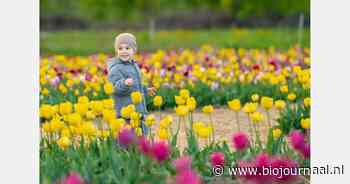 Zelf biologische tulpen plukken van het veld