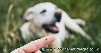 Vet issues Lyme Disease warning to dog owners amid tick season - how to spot