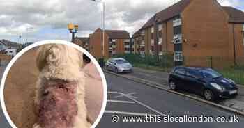 Woman left 'traumatised' after her dog was thrashed around 'like a rag doll'