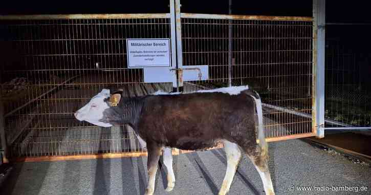 Rind läuft Eigentümer davon und landet in Bundeswehr-Kaserne