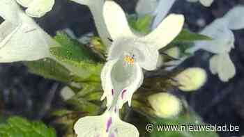 Zeldzame dovenetel voor het eerst waargenomen in Turnhout