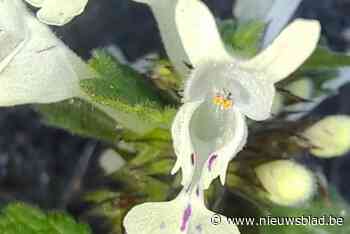 Zeldzame plantensoort voor het eerst waargenomen in Turnhout