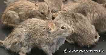 All homeowners urged to make one check – or risk rats 'invading'