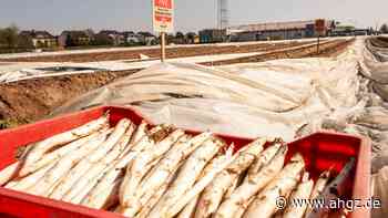 Deutscher Spargel: Die Angst vor der Trockenheit