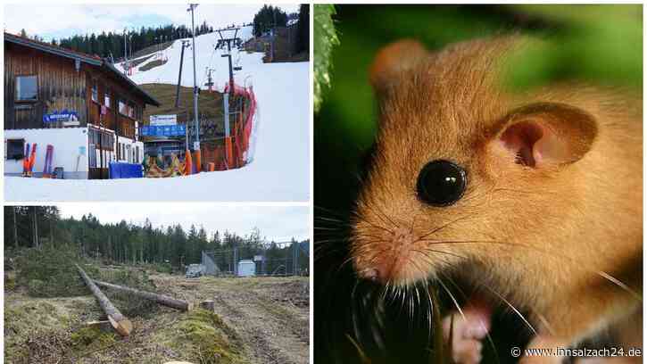 Wegen Gelbringfalter und Haselmaus: Speicherteich am Götschen darf vorerst nicht erweitert werden