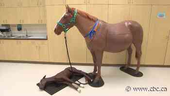 These life-size horse models will help U of S students practise birthing techniques