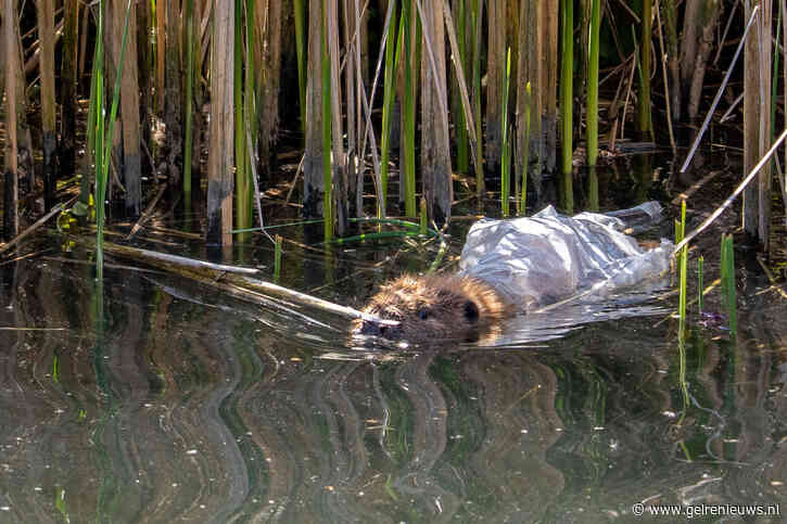 Bever ontwijkt brandweer na melding over mogelijke verstrikking in plastic