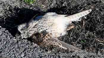 Verursachte Mäusebussard einen Auffahrunfall mit fünf Autos?