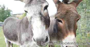 The school where donkeys are teaching the children