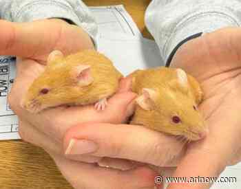 Adoptable Pets of the Week: Tina and Whitney