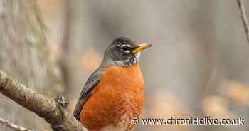 Gardeners urged to put two 50p fruits on bird tables for one simple reason