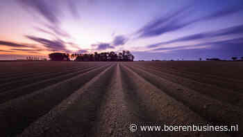 Aardappelmarkt in de nachtstand
