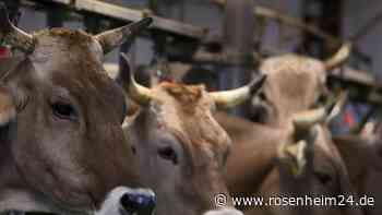 „Schiere Überforderung“: Tier-Drama auf Aiblinger Hof – Wann wurde der Betrieb zuletzt überprüft?
