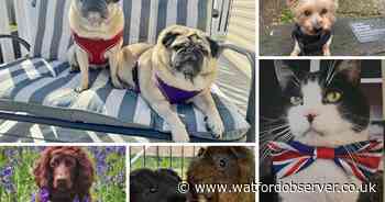 Adorable photos celebrating your beloved pets on National Pet Day